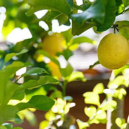 Antico Ulivo Монополи